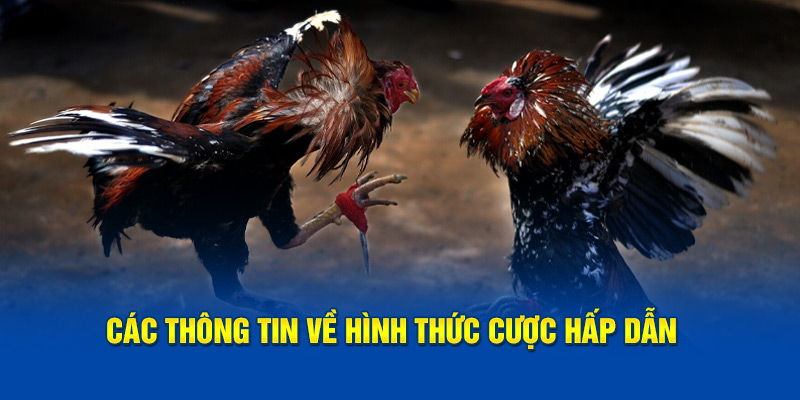 Các thông tin về hình thức cược hấp dẫn