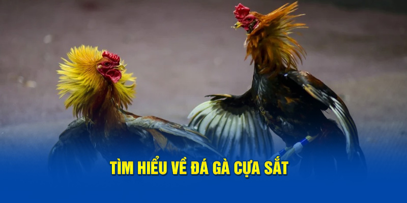 Tìm hiểu về đá gà cựa sắt